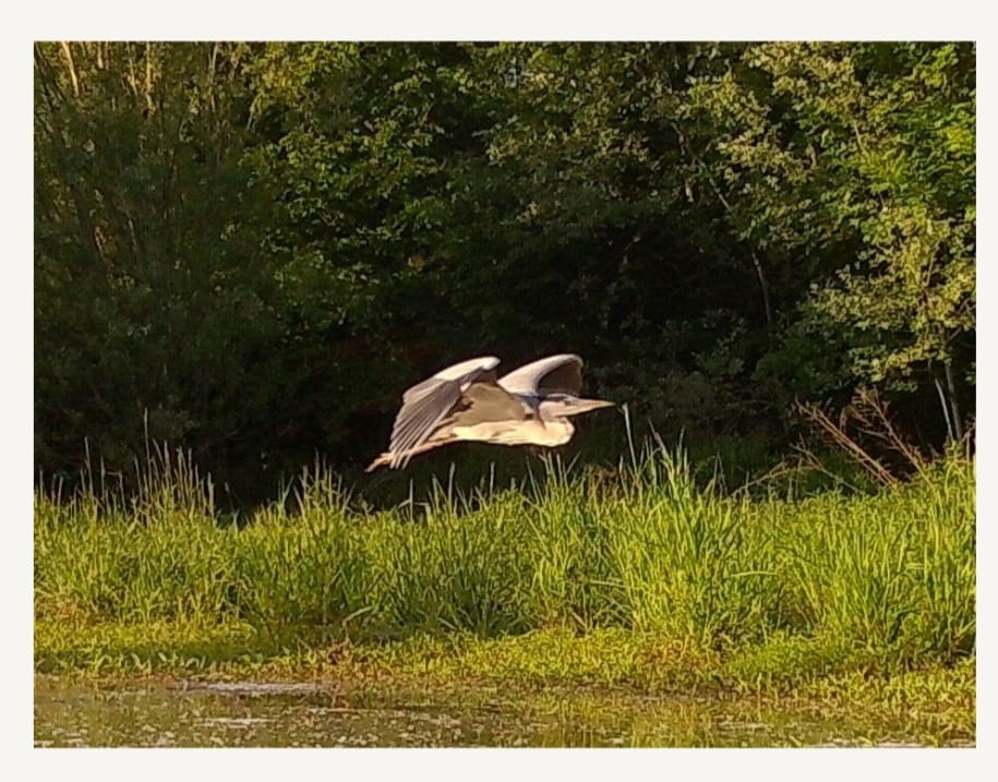 Zona umida “Antico Mulino”, dove la biodiversità è di casa